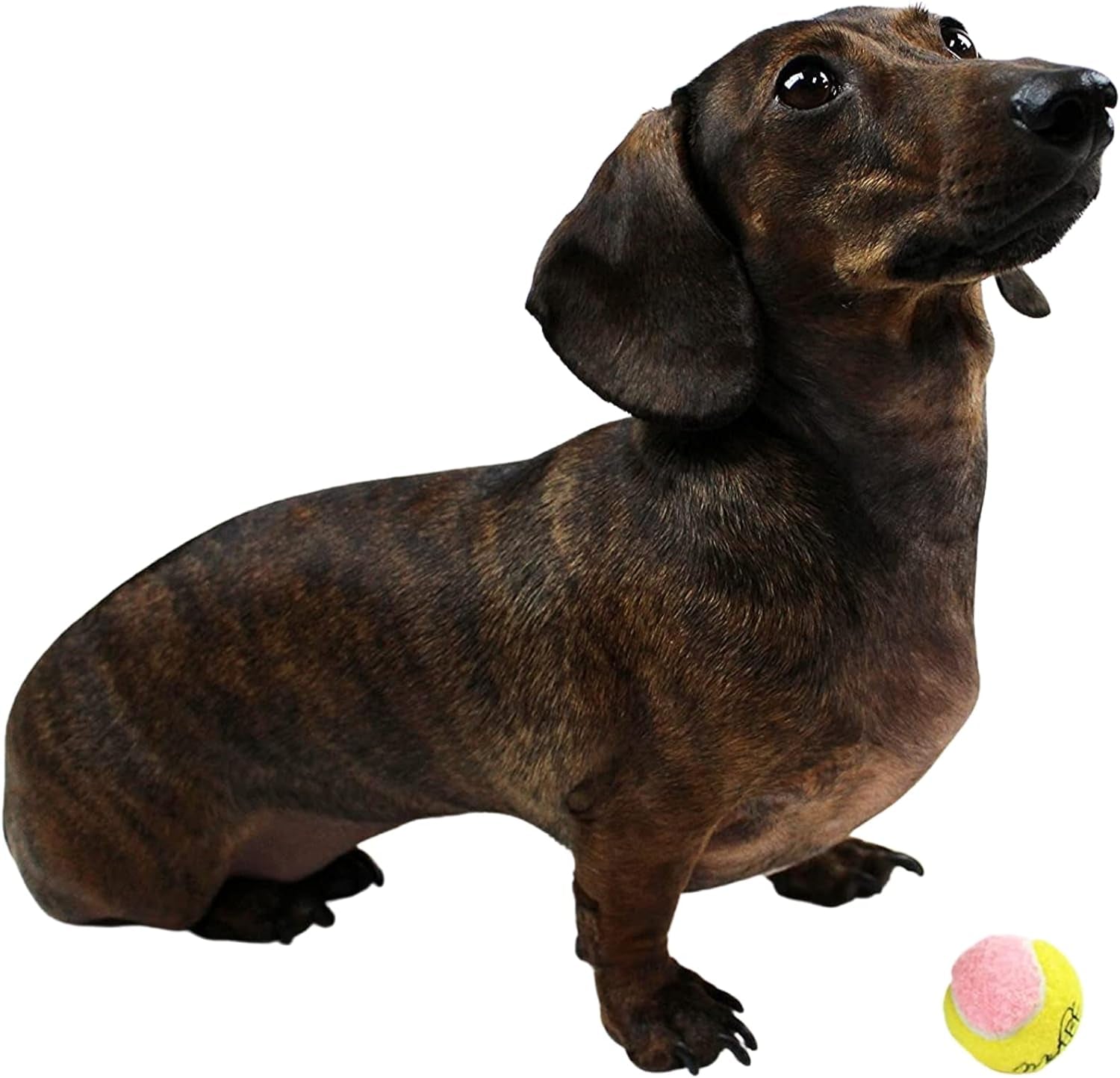 Mini Dog Tennis Balls 1.5" — Pack of 12 Yellow & Pink | Soft Fabric Fetch Balls for Small Dogs & Puppies | Fits Automatic Ball Launchers | No Squeaker